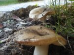DSC00551.JPG