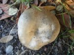 DSC00557.JPG