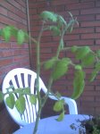 cherries_tomates.jpg