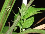 pasiflora edulis.JPG