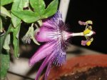 pasiflora perfil1.JPG