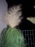 100_2390.JPG