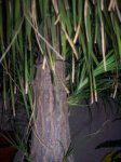 100_2391.JPG