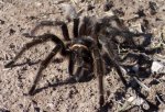 tarantula.jpg