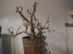 baobab1.jpg