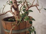 baobab2.jpg