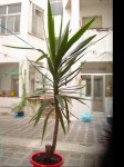 planta muestra.JPG