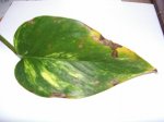 hoja.jpg