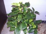 planta.jpg