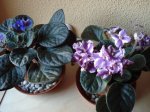 violetas.jpg