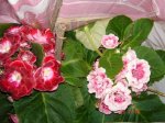DSC00535.jpg