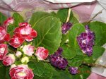 DSC00536.jpg