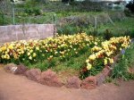 Freesias01.jpg