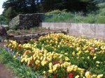 Freesias08.jpg
