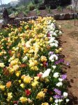 Freesias11.jpg