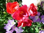 Freesias12.jpg