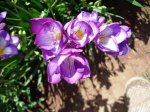 Freesias13.jpg