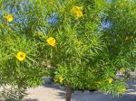 Arbol1.jpg