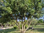 Arbol 3.jpg
