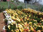 Freesias14.jpg