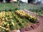 Freesias17.jpg