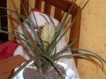planta 1.jpg