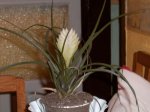 planta 2.jpg