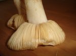 DSC00556.JPG