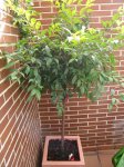 arbol1.JPG