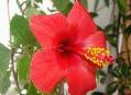 hibisco.jpg