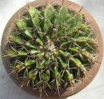 notocactus 1.JPG