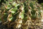 notocactus 2.JPG