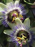 passiflora-caerulea-flores.jpg