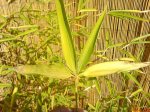 DSC00124.JPG