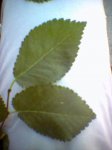 DSC00192.JPG