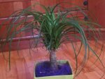 beaucarnea2.jpg
