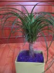 beaucarnea3.jpg