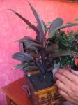 cordyline.jpg