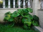 DSCN0592.JPG