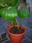 DSCN0594.JPG