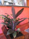 cordyline2.jpg