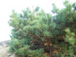 Pinus xxx4.JPG