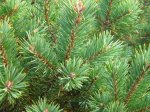 Pinus xxx5.JPG