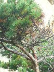 Pinus xxx7.jpg