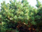 Pinus xxx2.JPG