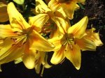 Lilium (5).jpg