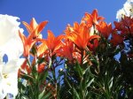 Lilium (6).jpg