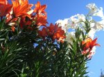 Lilium (15).jpg