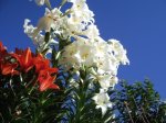 Lilium (16).jpg