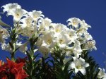 Lilium (20).jpg